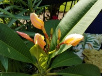 After  years our plumeria is finally starting to bloom