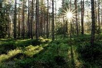 Afternoon in a Swedish forest 