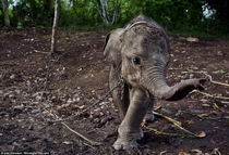 Agam a rescued Sumatran elephant Aged  months  