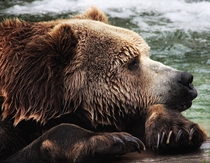 Alaska Brown Bear 