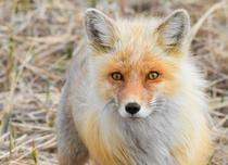Alaska Red Fox 