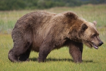 Alaskan Brown Bear 