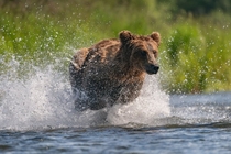 Alaskan brown bear races through the water as it chases after a school of salmon Photo credit to Taylor Thomas Albright