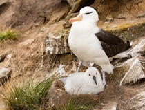 Albatross and its chick 