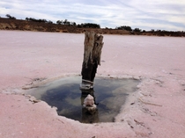 All thats left of a fence line running across pink salt lake South Australia