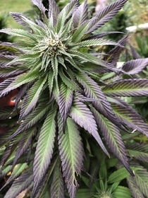 Almost mature Cannabis flowerpurple haze strain