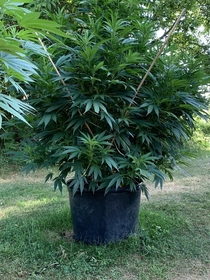 Almost mature female Cannabis plant