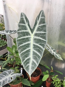 Alocasia longiloba  a lovely venation on this handsome leaf like looking at a river basin from above