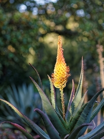 Aloe vera bloom 
