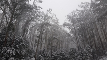 Alpine ash trees under snow Mt Donna Buang Victoria Australia   x 
