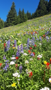Alpine Blossoms Sun Peaks BC  oc x