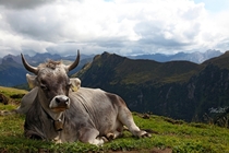 Alpine cow 