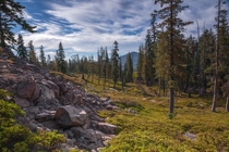 Alpine forest in Lassen Volcanic NP 