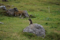 Alpine marmot on watch 