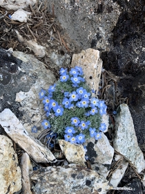 Alpine species are the cutest Eritrichium nanum alpine forget-me-not