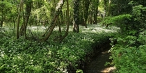 Also Found a patch of wild garlic in a local forest The Netherlands 
