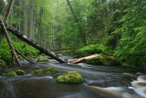 Altja river in Lahemaa National Park Estonia  by Margus Opp