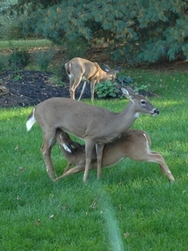 Am I doing this right Deer in my friends backyard 