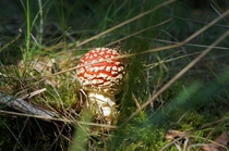 Amanita Muscaria commonly known as Fly Agaric catching a ray of sunshine 