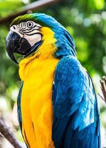 Amazing close up picture of the Macaw