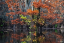 Amazing Fall Colors of the Bayou - Texas 