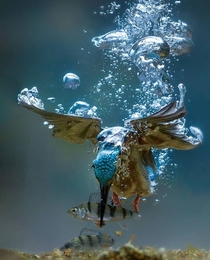 Amazing Kingfisher