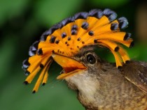 Amazonian Royal Flycatcher - Onychorhynchus Coronatus 
