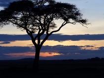 Amboseli National Park Kenya  OC  x 