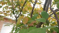 Amelanchier in fall