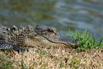 American Alligator Alligator mississippiensis 