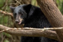 American Black Bear - Ursus americanus 