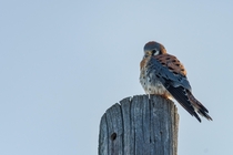 American Kestrel at the end of a Montana winter 
