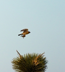 American Kestrel  Falco sparverius  dinner unknown 