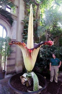 Amorphophallus Titanium the largest flower in the world