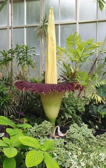 Amorphophallus titanum blooming at the Winter Gardens in Auckland New Zealand th January  Smelt as advertised