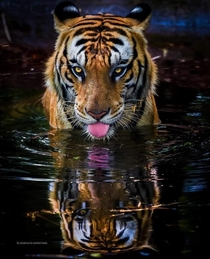 Amphibious killer A bengal tiger in Ranthambore National park India