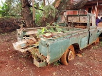 An abandoned army truck now home to grass and chilli plants