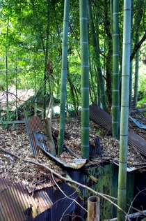 An abandoned bamboo garden shed in the forest around Kyoto