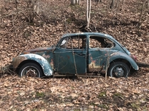 An abandoned Beetle in the forest