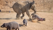 An African Bush Elephant faces off against a Hippopotamus 
