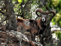 An agrino urial  Cypriot mouflon sheep on the forest of Pafos in nortwestern Cyprus