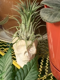 An Air plant amongst others