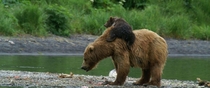 An Alaskan brown bear mama with her cub Katmai national park Alaska