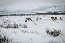 An Alaskan Caribou herd grazing before an incoming storm