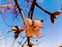 An almond blossom