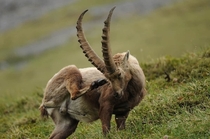 An alpine ibex ram on the high peaks of the French Alps