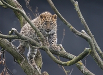 An amur leopard cub atop a tree  Photographed by TONY 