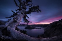 An ancient tree on the rim of Oregons Crater Lake at twilight 