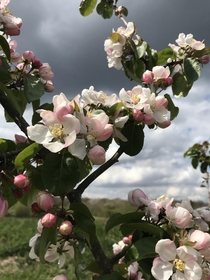 An apple blossom April sky Hertfordshire England 