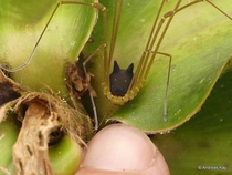 An Arachnid with the head of a black dog that is neither a spider nor a dog More info about this Bunny Harvestman in the comments
